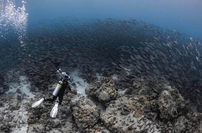 Two Tank Morning Reef Dive and Snorkel - Fitness level and what to expect physically
