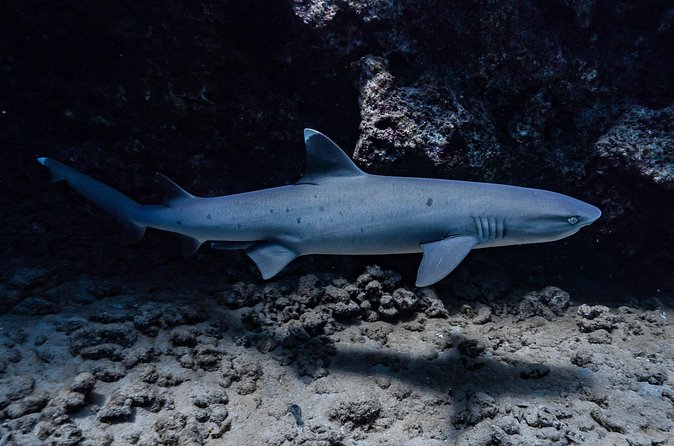 Two Tank Wreck and Drift Dive in Oahu - The drift section: handling current without stress
