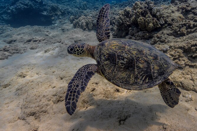 Two Tank Wreck and Drift Dive in Oahu - Price and value: what $225 really buys you