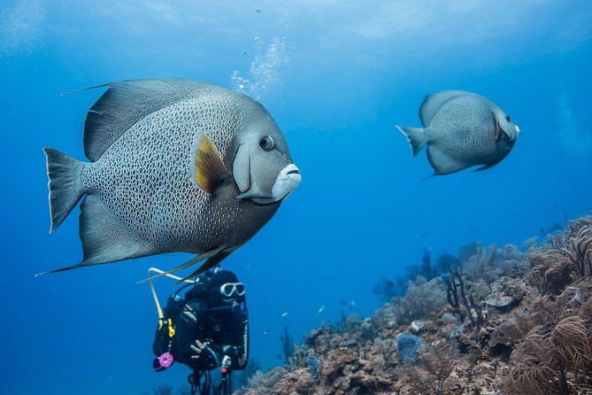 Two tanks local diving for certified divers, SCUBA gear included - How the Two Underwater Sessions Work (Tank One, Surface Interval, Tank Two)