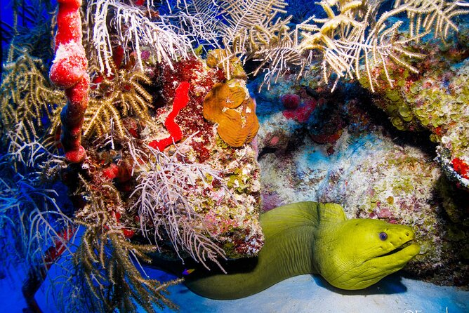 Two tanks local diving for certified divers, SCUBA gear included - Reef Life Around Mahahual: What You’re Most Likely to See