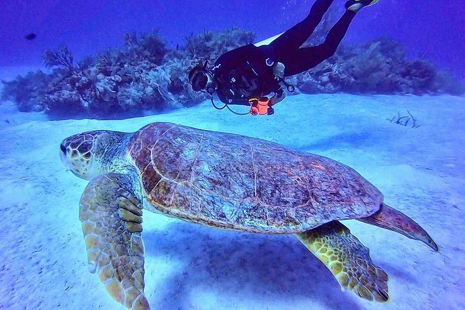 Two tanks local diving for certified divers, SCUBA gear included - From P7FW+9P Mahahual to the Boat: Timing and How It Feels