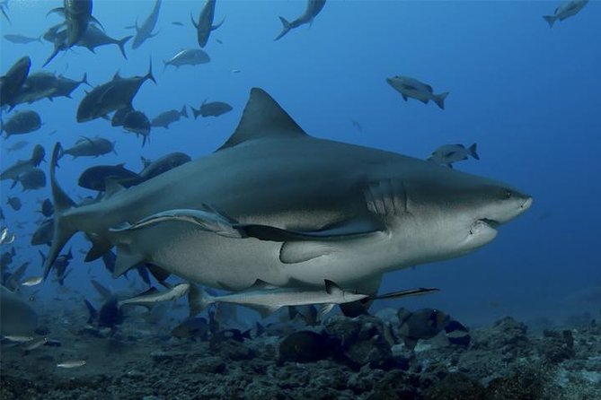 Ultimate Shark Encounter Two Tank Dive at The World Famous Beqa Lagoon - Key things to know before you go