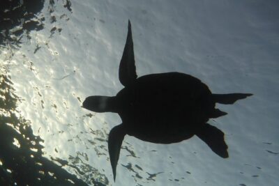 Underwater Scooter Dive (Certified Divers Only) Makena Wailea - Where you meet at 5135 Makena Alanui (and why it’s good to plan your arrival)
