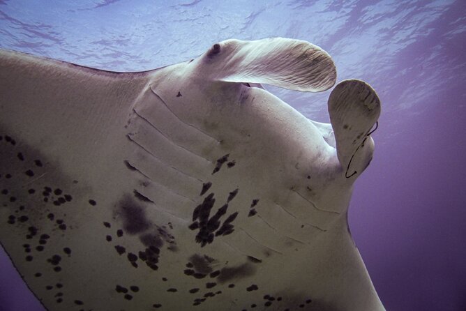 Underwater Scooter Dive (Certified Divers Only) Makena Wailea - Photos and snacks: the easy perks that make it feel like a deal