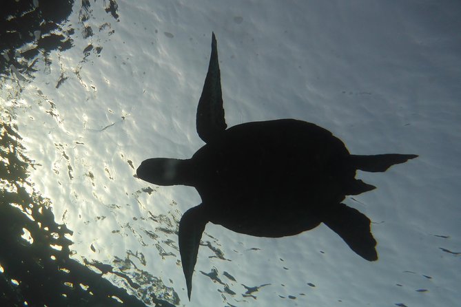 Underwater Scooter Dive (Certified Divers Only) Makena Wailea - Where you meet at 5135 Makena Alanui (and why it’s good to plan your arrival)