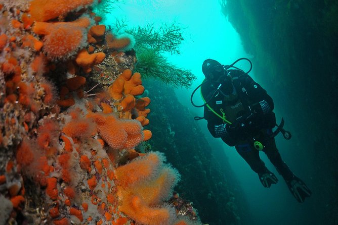 Unique Scuba Diving Experience - Key things I’d highlight before you go