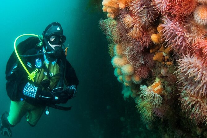Unique Scuba Diving Experience - Lofoten Island underwater stop: what you’re likely to see