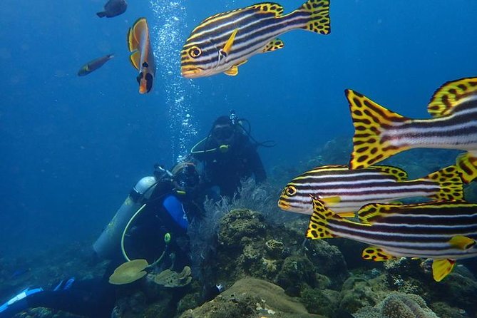 USS Liberty Shipwreck Scuba Diving at Tulamben Bali - Guides, Safety, and the Small Details That Make It Feel Smooth