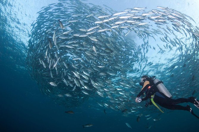 USS Liberty Shipwreck Scuba Diving at Tulamben Bali - Price and Value: What $109.50 Really Buys You