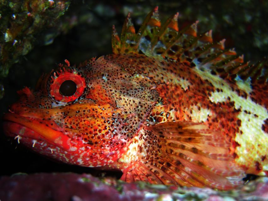Vila Franca Do Campo: Introduction to Scuba Diving Tour - Marina de Vila Franca do Campo: the quick boat ride to the natural reserve