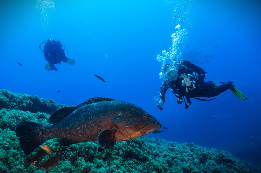 Vila Franca do Campo: Try Scuba Diving for the first time! - Key Highlights You’ll Care About