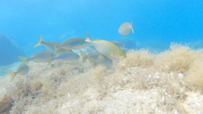 Villasimius: Capo Carbonara First Time Dive with Instructor - Checking in at Subaquadive Service and getting to Cavoli and Serpentara