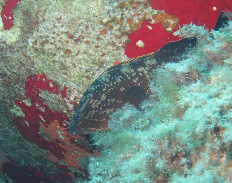 Villasimius: Capo Carbonara First Time Dive with Instructor - Price and value for a 4-hour first-time SCUBA session