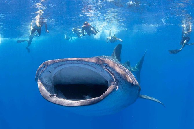 VIP Aloha Nui Snorkel Adventure w/ optional SCUBA from Lahaina - Key things that make this tour a smart pick