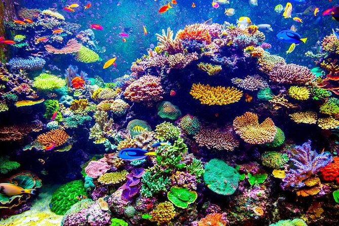 VIP Boat Trip with Diving and snorkeling in Hurghada - Key things you’ll notice on this VIP boat trip