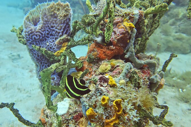 VIP Private Guided Scuba Diving/Snorkeling Excursion - Scuba Option with Amanda: Calm Coaching and In-Water Guidance