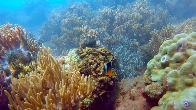 Visit Cham Islands & Snorkelling & Scuba Diving - The ancient well story for love, plus Hai Tang Pagoda