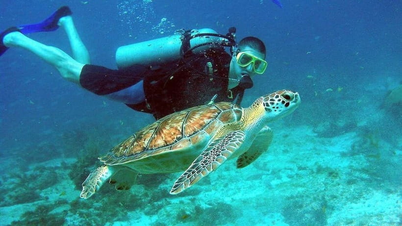 Visit Cham Islands & Snorkelling & Scuba Diving - Guide quality and communication: what to look for
