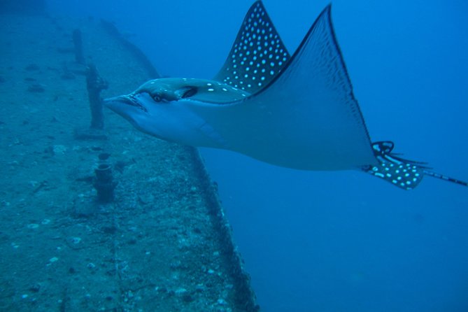 Waikiki 2 Tank World Class Wreck SCUBA Diving - Certified Only - Price and Value: Is $269 for Two Sessions Fair?