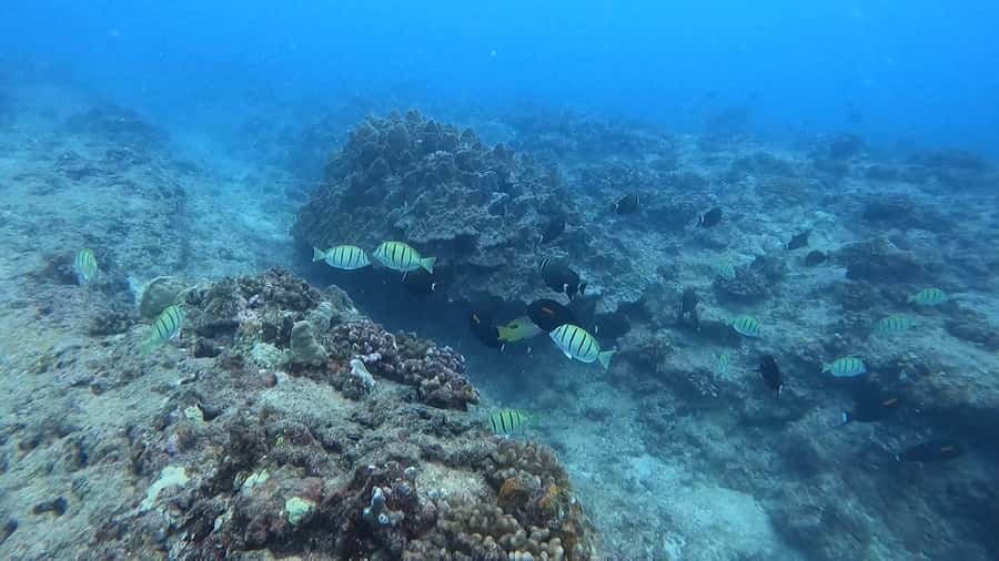 Waikiki: Honolulu Beginner Scuba Diving with Videos - Waist-deep practice (around 3 feet): learning to breathe underwater without drama