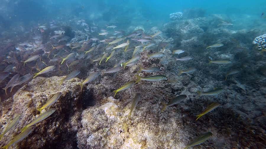Waikiki: Honolulu Beginner Scuba Diving with Videos - What’s included in the $79, and why the value makes sense
