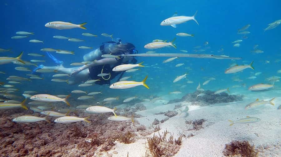 Waikiki: Honolulu Beginner Scuba Diving with Videos - The shore briefing: short, practical coaching that reduces panic