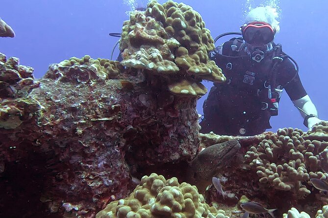 Waikiki Two Tank Guided Scuba Diving Adventure: Certified Diver - Key Things You’ll Notice on This Waikiki Two-Tank Charter