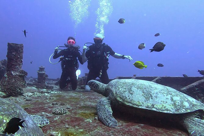 Waikiki Two Tank Guided Scuba Diving Adventure: Certified Diver - Wildlife Highlights: Sea Turtles, Octopus, Dolphins, and Reef Sharks