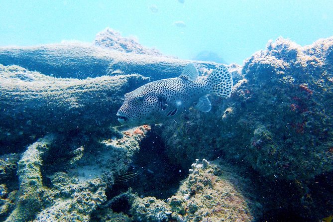 Wave Break Island Scuba Diving on the Gold Coast - Key Highlights Worth Planning For