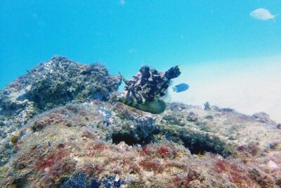 Wave Break Island Scuba Diving on the Gold Coast - From Main Beach Pickup to Marina Mirage (Mariners Cove, Berth 91)