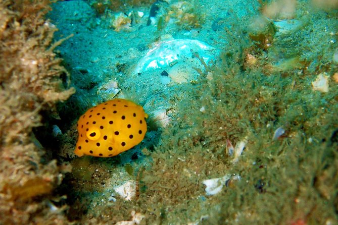 Wave Break Island Scuba Diving on the Gold Coast - Who Should Book This Small-Group Tour (and Who Might Want a Different Option)