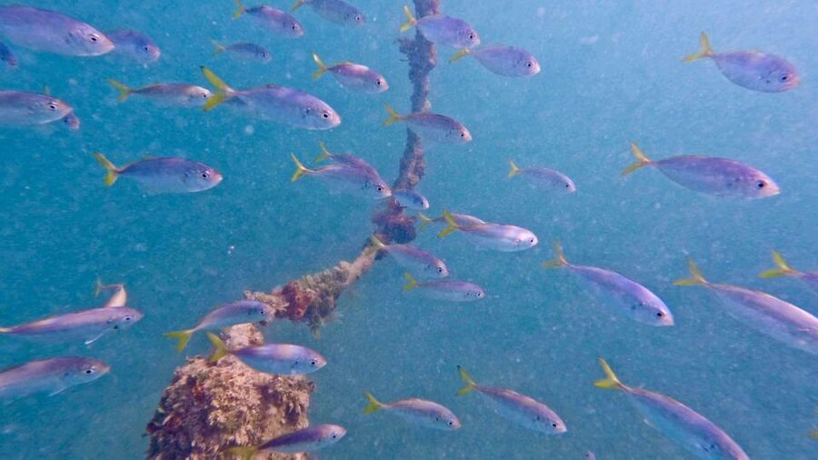 West Palm Beach: Beginner Scuba Diving Adventure with Videos - The first practice steps: waist-deep water around 3 feet