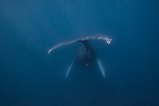 Whale and Dive Combo Tour in Los Cabos - Key things I’d bet on (before you book)