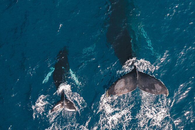 Whale and Dive Combo Tour in Los Cabos - Getting to Cabo San Lucas and starting at 6:30 am