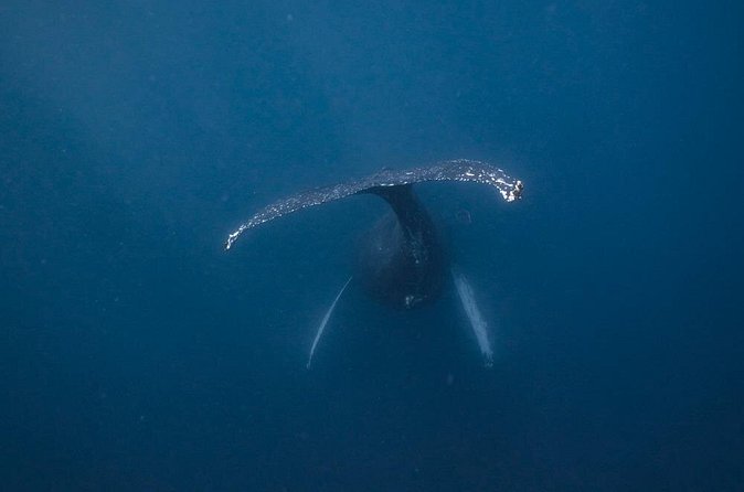 Whale and Dive Combo Tour in Los Cabos - Two reef water sessions in different spots: better odds and fewer “crowd eyes”