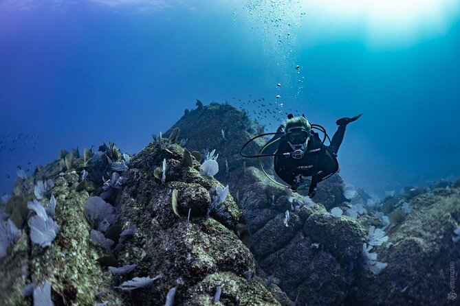 Whale and Dive Combo Tour in Los Cabos - Price and value at $260 for a whale-plus-reef morning