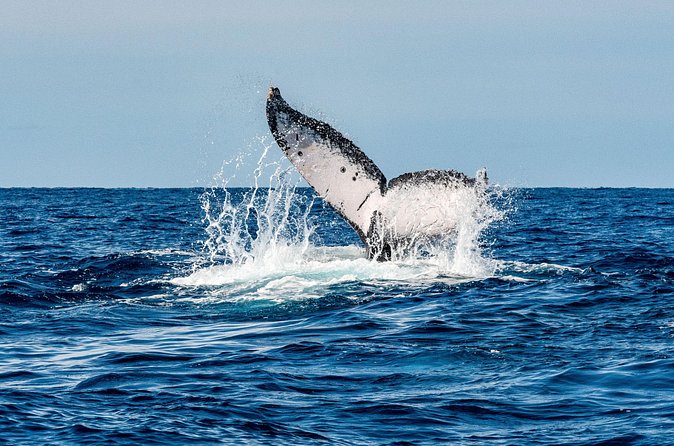 Whale and Dive Combo Tour in Los Cabos - Who should book this whale and scuba combo (and who should skip it)