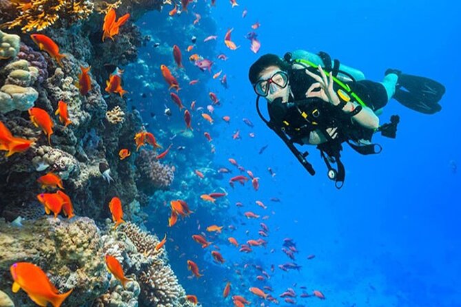 White Island & Ras Mohamed Boat Trip & Diving , lunch from Sharm - Key Takeaways Before You Go