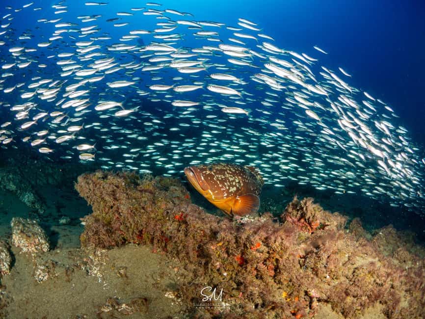 Your first introductory dive in Lanzarote with FREE photos. - Small group size: the real value