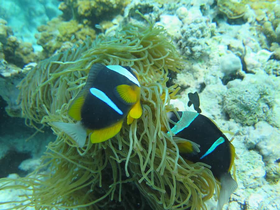 Zanzibar 1 Day Scuba Diving Course for Beginners with Lunch - Pool Session: Learning the Basics Without Panic