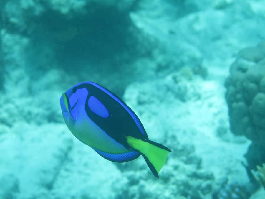 Zanzibar : 3-Day PADI Open Water Scuba Diving Adventure - Key highlights you’ll care about