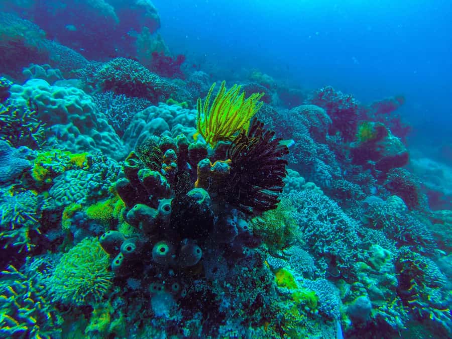 Zanzibar : 3-Day PADI Open Water Scuba Diving Adventure - Advanced option: 2-day PADI Advanced to 30 meters